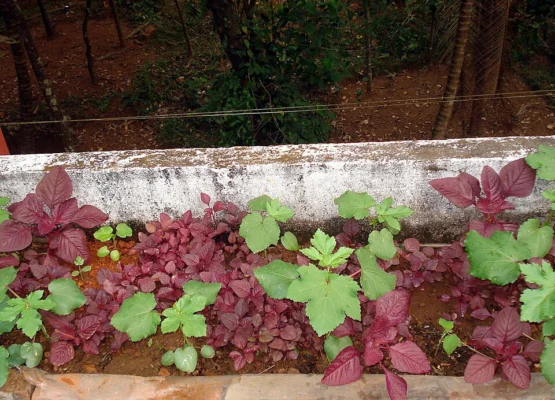 Young green okra plants among red leaved plants in a terrace growing bed