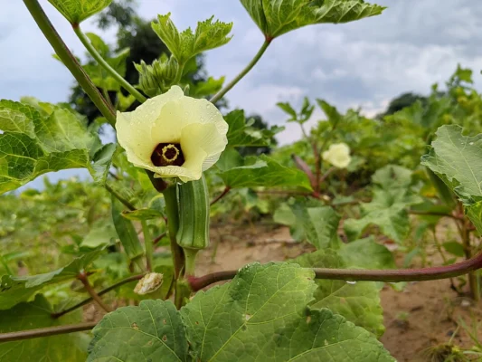A pale yellow okra flower above a developing upright green pod