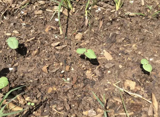 Young okra seedlings emerging through garden soil