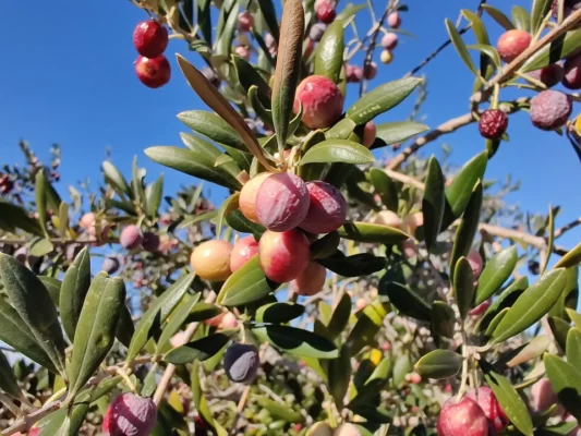 Arbequina olives at different stages of ripeness