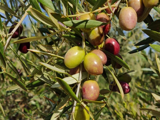 Picual olives changing colour on the tree