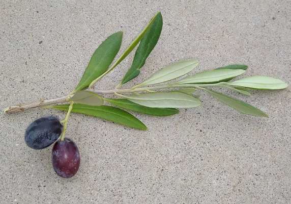 Olive fruit and silver green leaves