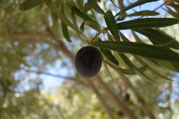 An olive growing on a leafy branch