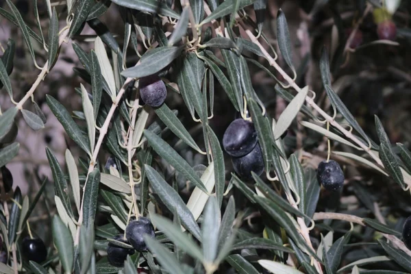 Dark olive fruit among silver green leaves