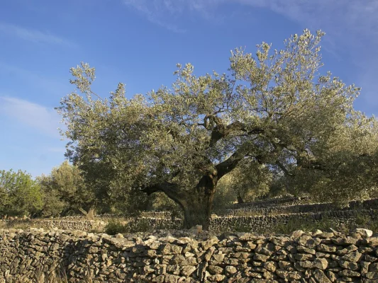Mature olive tree with a gnarled trunk in Spain