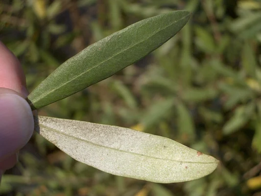 Upper and lower surfaces of olive leaves