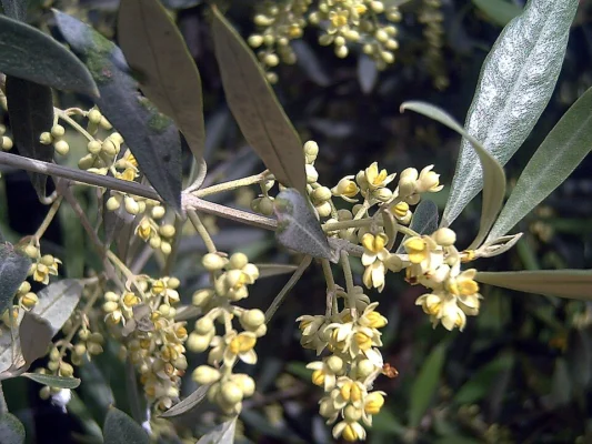 Small cream white olive flowers
