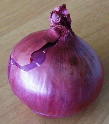 Red Baron onion with purple red outer skin