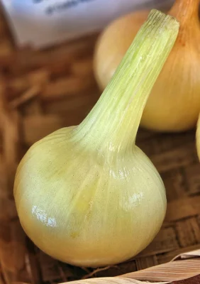 Large exhibition onion with a trimmed green neck