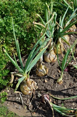Maturing golden onions growing in a garden bed