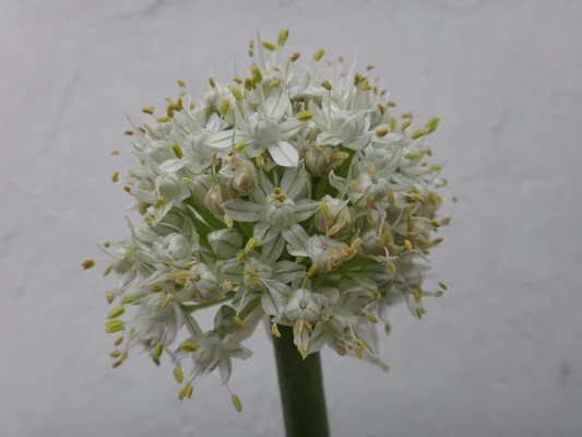 Rounded head of small onion flowers
