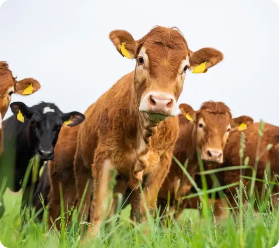 A brown cow looking towards the camera from a group in a field