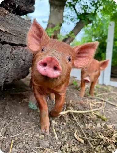 A reddish-brown pig beside a fallen log