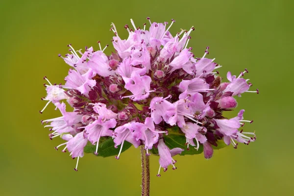 Clusters of pink common oregano flowers