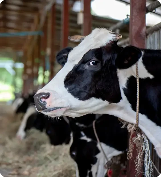 A black and white cow standing in a barn