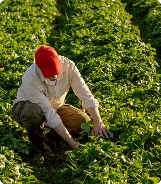 A person tending plants in a green crop field