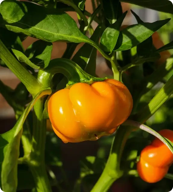 A yellow pepper growing on a leafy plant