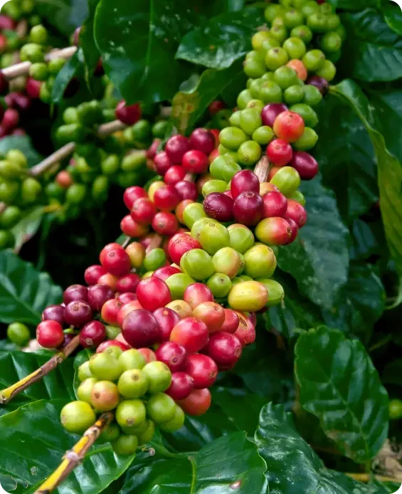 Clusters of red and green berries on leafy branches
