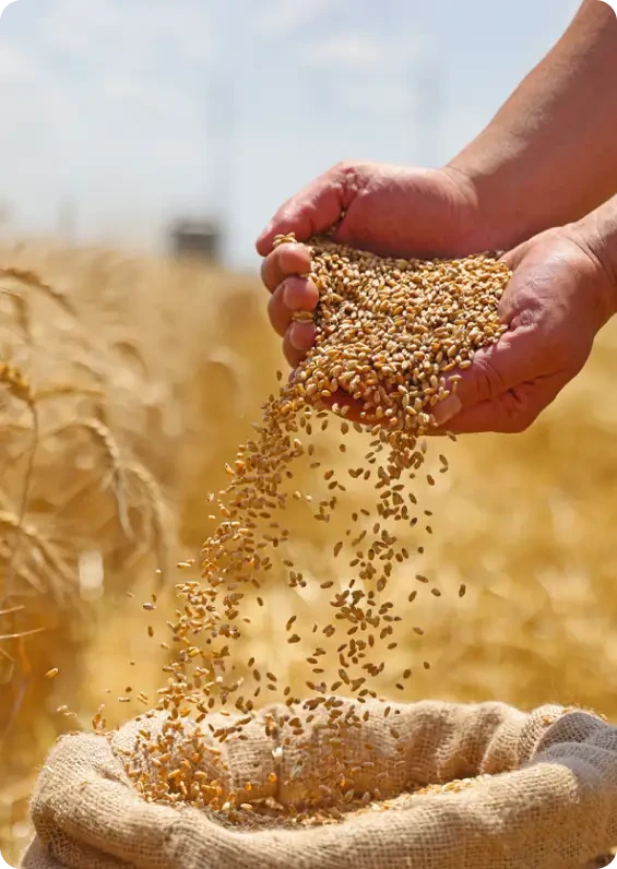 Grain falling from cupped hands into a sack beside a field