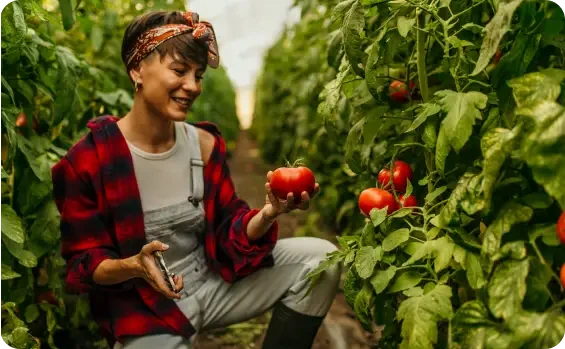 A woman picking a tomato