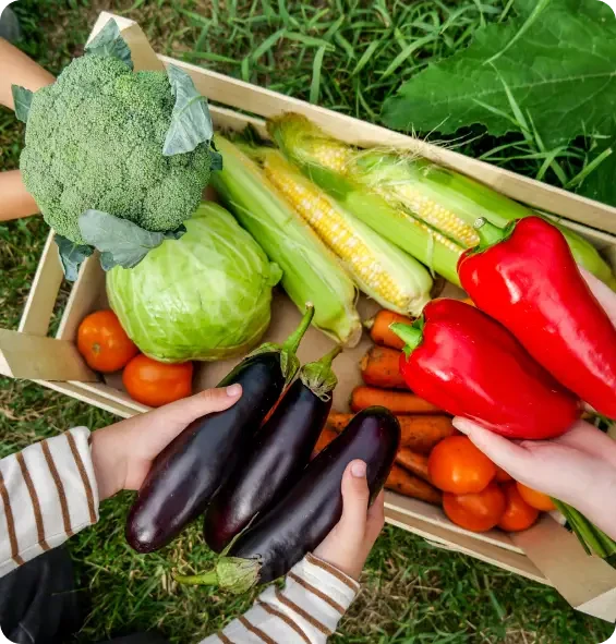 Hands holding aubergines and peppers above a box of vegetables