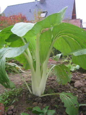 A white stemmed pak choi plant growing in a garden bed