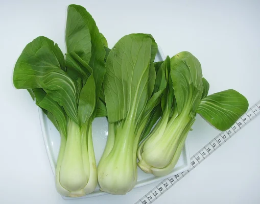 Two harvested baby pak choi heads beside a measuring tape