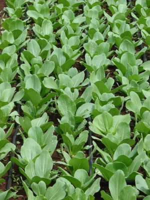 Closely planted rows of pak choi growing in a field