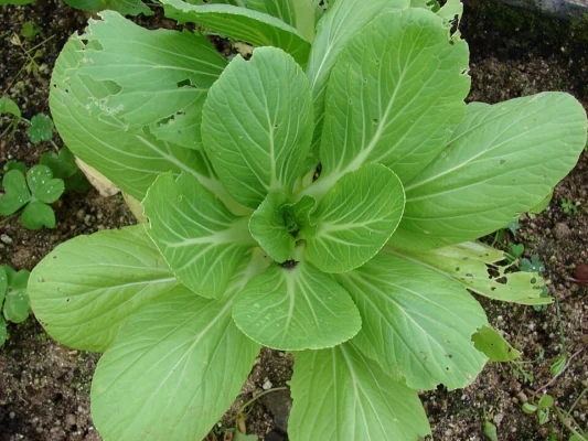 Pak choi leaf rosette viewed from above