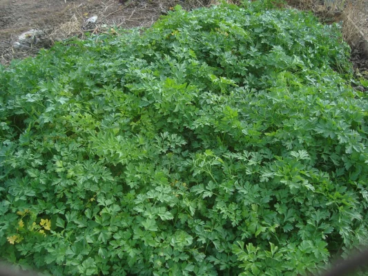 A dense clump of mature flat leaf parsley growing in soil