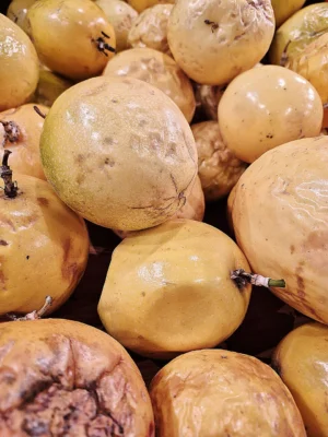 Harvested yellow passionfruits with smooth and wrinkled skins