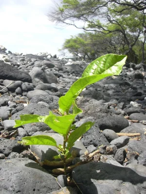 A young Passiflora edulis plant growing among stones