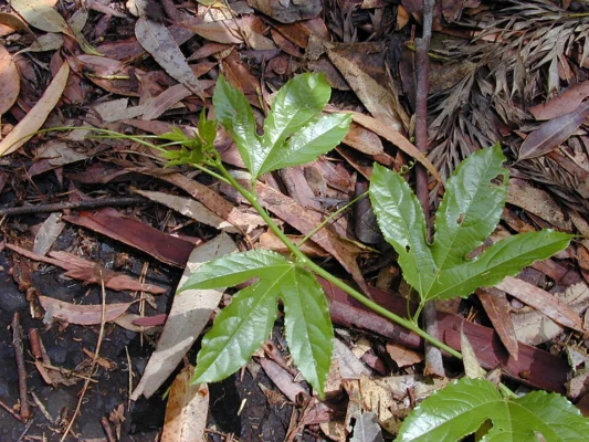 Lobed green leaves on a young Passiflora edulis vine