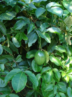 Unripe green passionfruit hanging among vine leaves