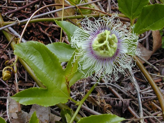 White and purple Passiflora edulis flower beside lobed leaves