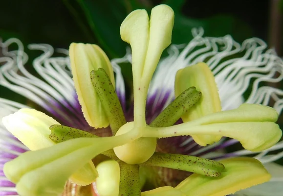 Close view of Passiflora edulis flower anthers and stigmas
