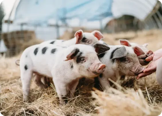Person holding out a hand to spotted piglets in a pen