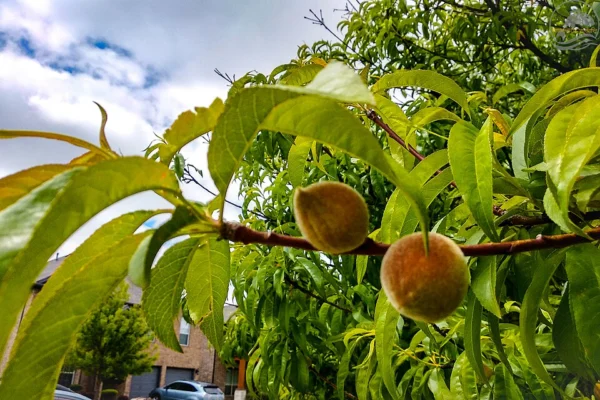 Peach fruit growing on the tree