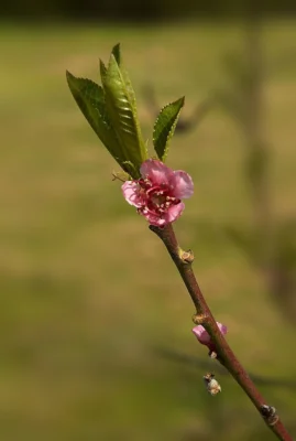 Peach blossom and young leaves on a shoot