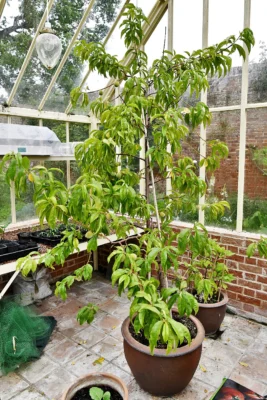 Potted peach tree in the greenhouse at Elsing Hall
