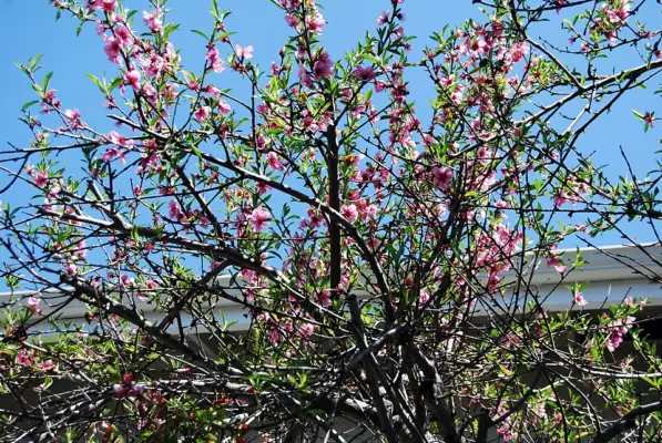 A peach tree covered in pink blossom