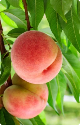 Two peaches with velvety pink skin growing among green leaves