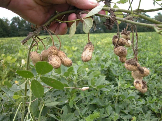 A freshly lifted peanut plant with soil covered pods still attached