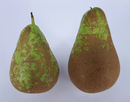 Two elongated green Conference pears with brown russeted skins