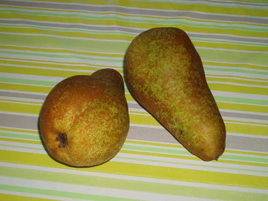 Two green and russeted pears labelled Concorde on a striped surface