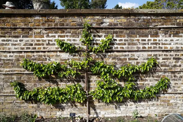A labelled Beth pear trained in horizontal tiers against a brick wall