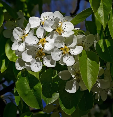 A cluster of white pear flowers among green leaves
