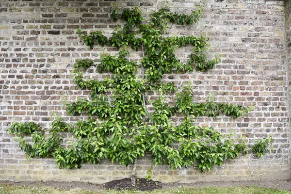 A leafy pear tree trained flat against a brick garden wall