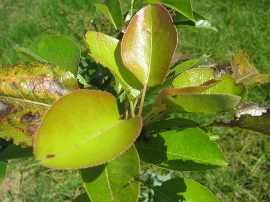 Pear leaves with glossy green new growth and some brown blemishes