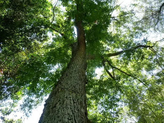 Looking up the trunk into the leafy crown of a mature pecan tree